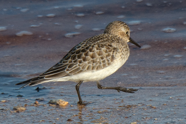 Baird's Sandpiper