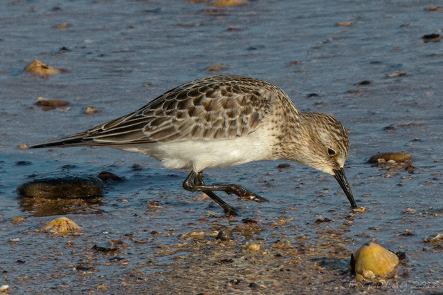 Baird's Sandpiper