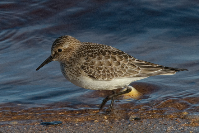 Baird's Sandpiper