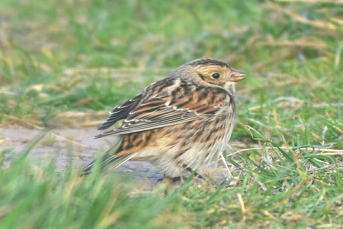 Lapland Bunting