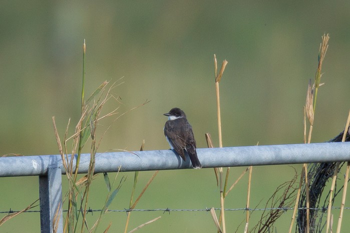 Eastern Kingbird