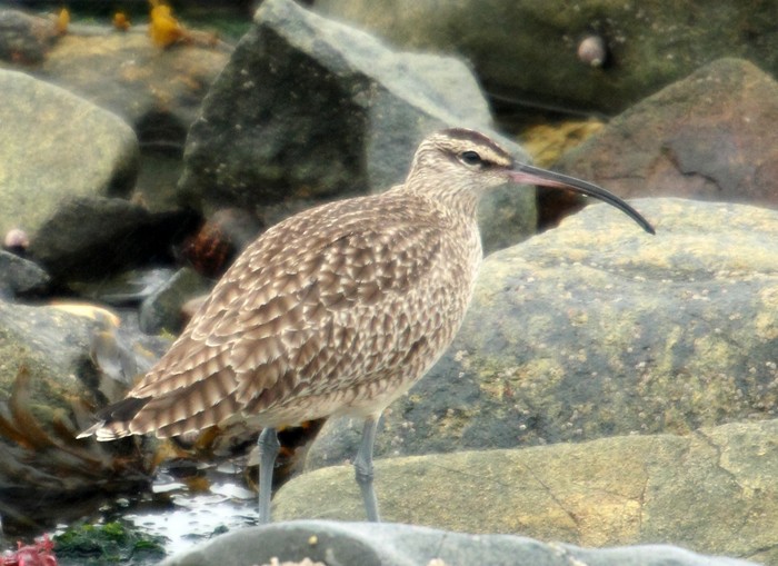 Hudsonian Whimbrel