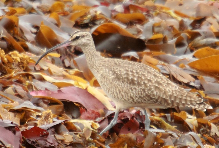 Hudsonian Whimbrel