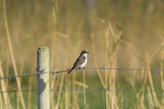Eastern Kingbird