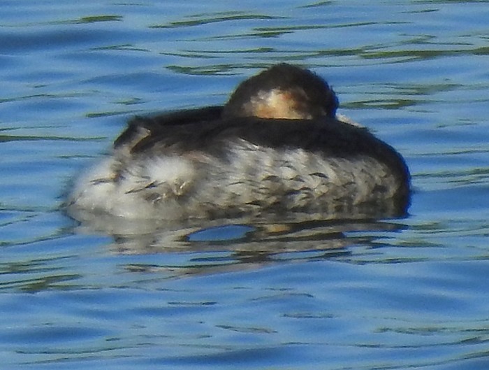 Black-necked Grebe