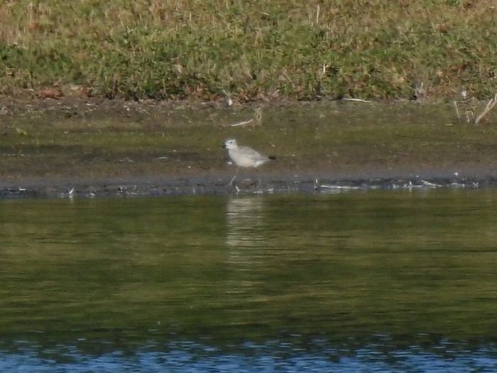 Grey Plover