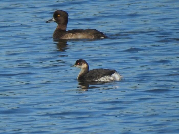 Black-necked Grebe