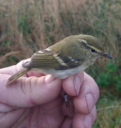 Yellow-browed Warbler