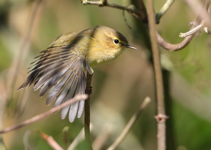 Chiffchaff