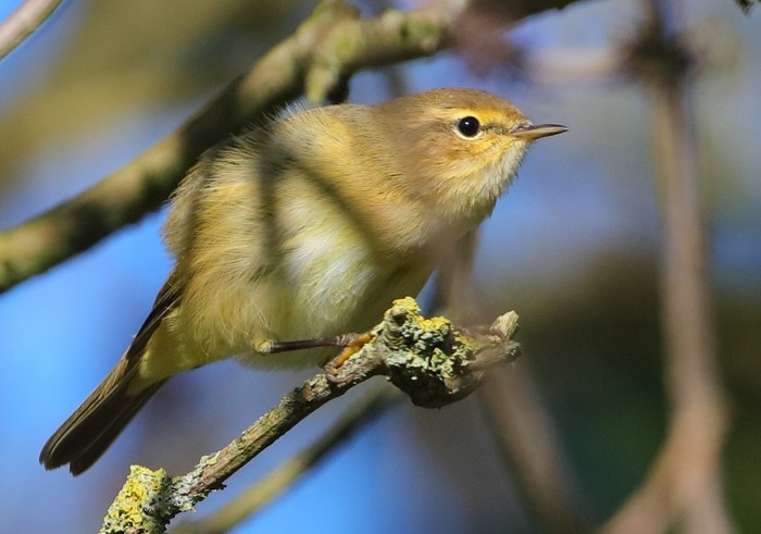 Chiffchaff