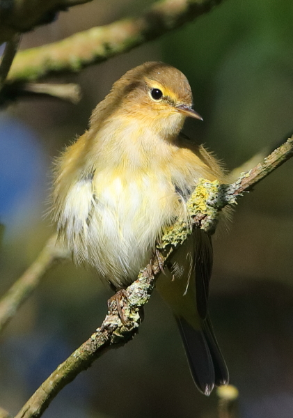 Chiffchaff