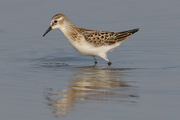 Little Stint