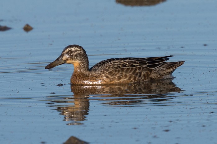 Garganey