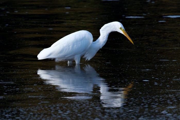 Great White Egret