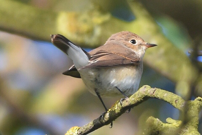 Red-breasted Flycatcher