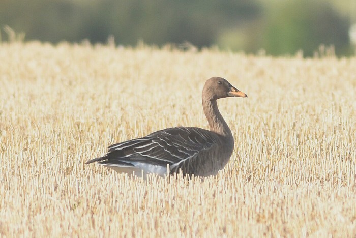 Taiga Bean Goose