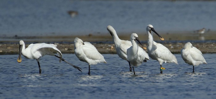 Spoonbill