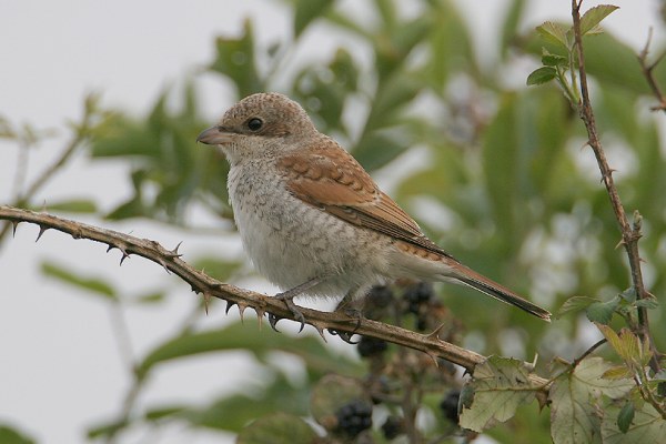 Red-backed Shrike