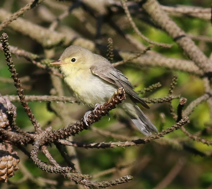 Icterine Warbler