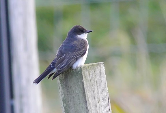 Eastern Kingbird