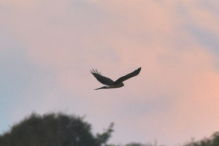Hen Harrier