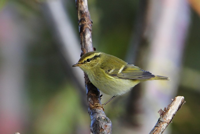 Yellow-browed Warbler
