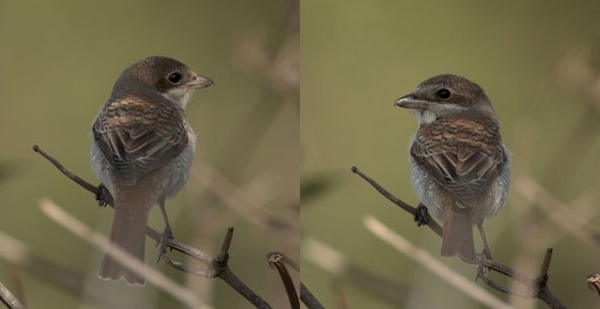 Red-backed Shrike