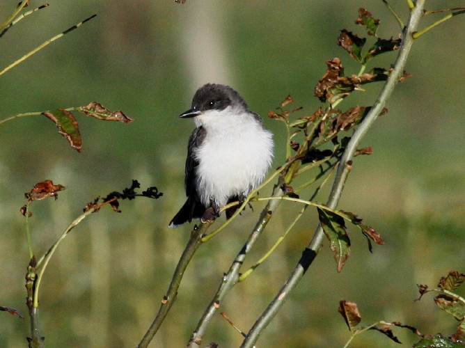 Eastern Kingbird