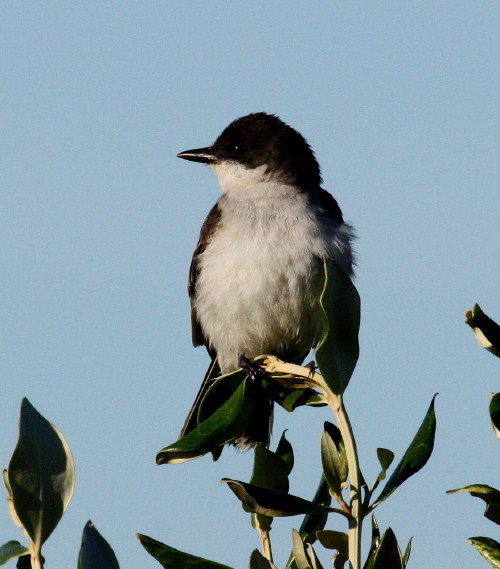 Eastern Kingbird