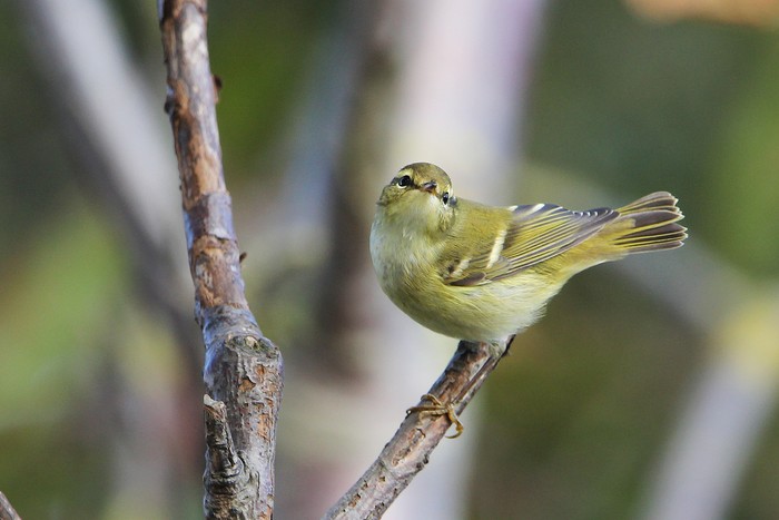 Yellow-browed Warbler