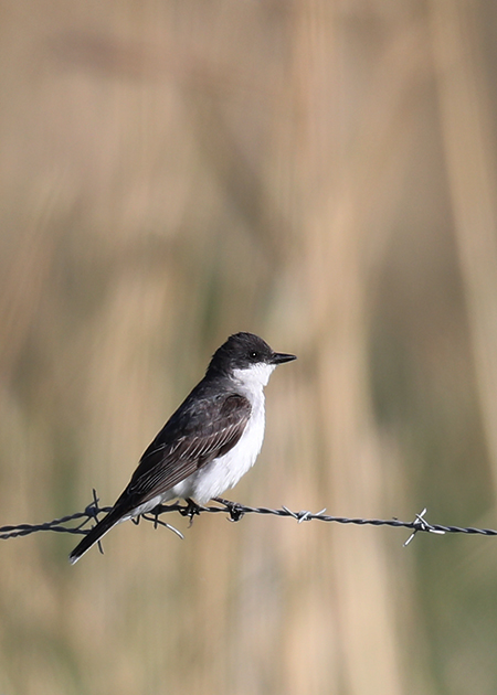 Eastern Kingbird