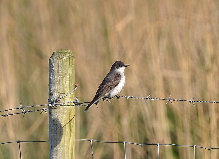 Eastern Kingbird