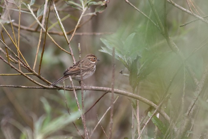 Little Bunting