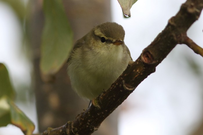 Greenish Warbler