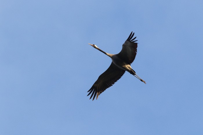 Common Crane