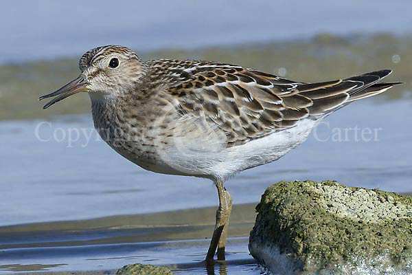 Pectoral Sandpiper