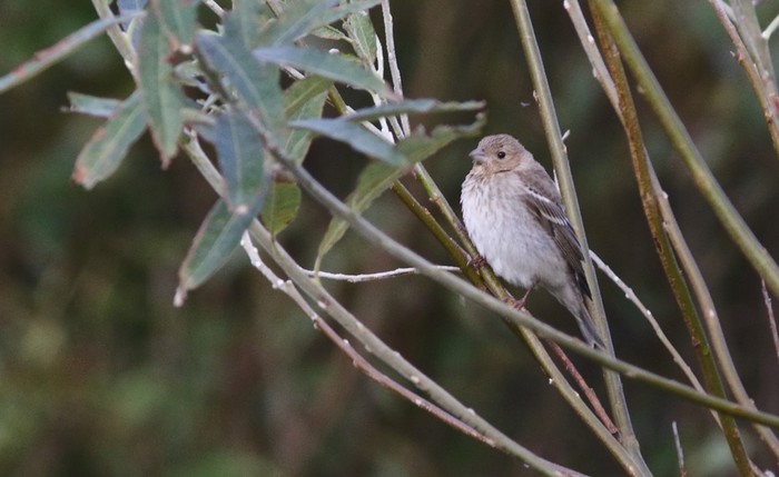 Common Rosefinch