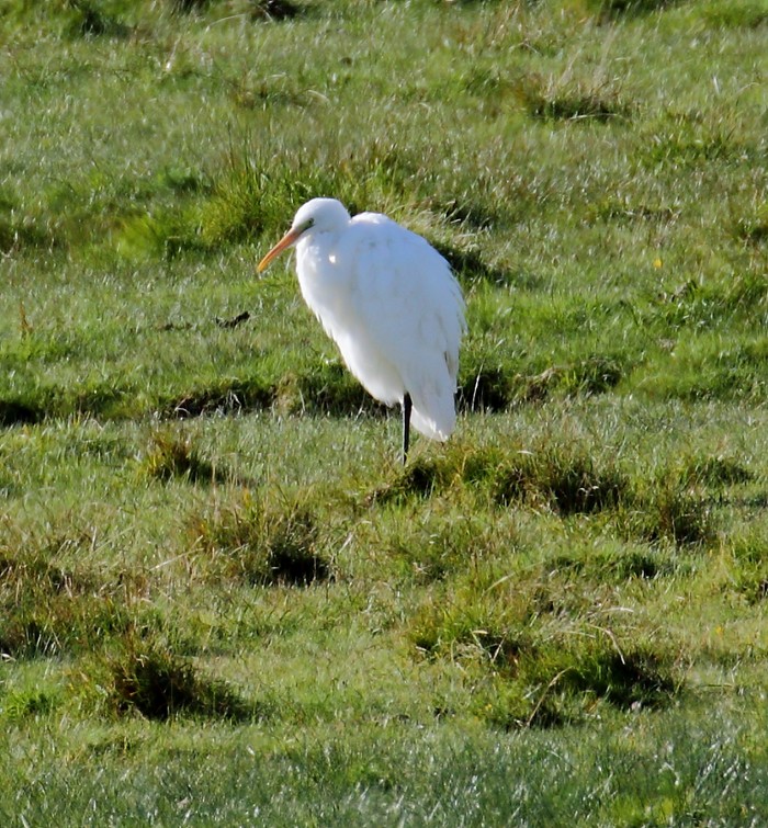 Great White Egret