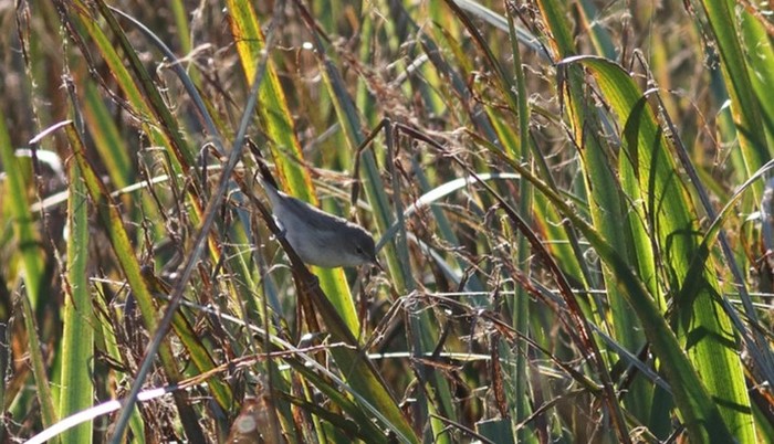 Blyth's Reed Warbler