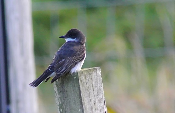 Eastern Kingbird