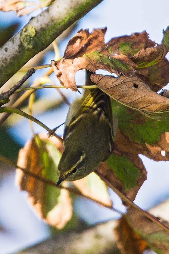 Yellow-browed Warbler