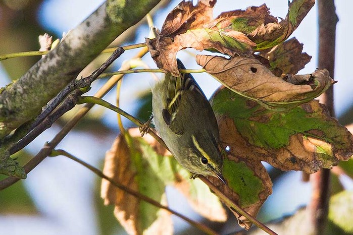 Yellow-browed Warbler