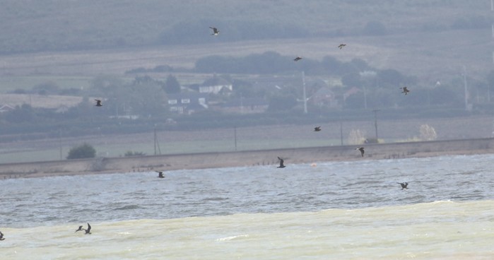 Arctic Skua