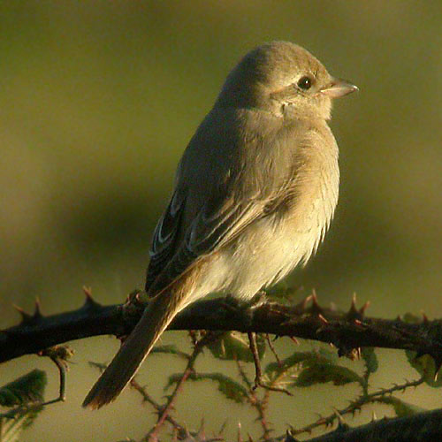 Daurian Shrike