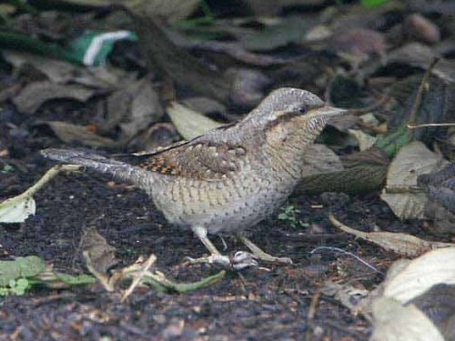 Wryneck