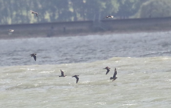 Arctic Skua