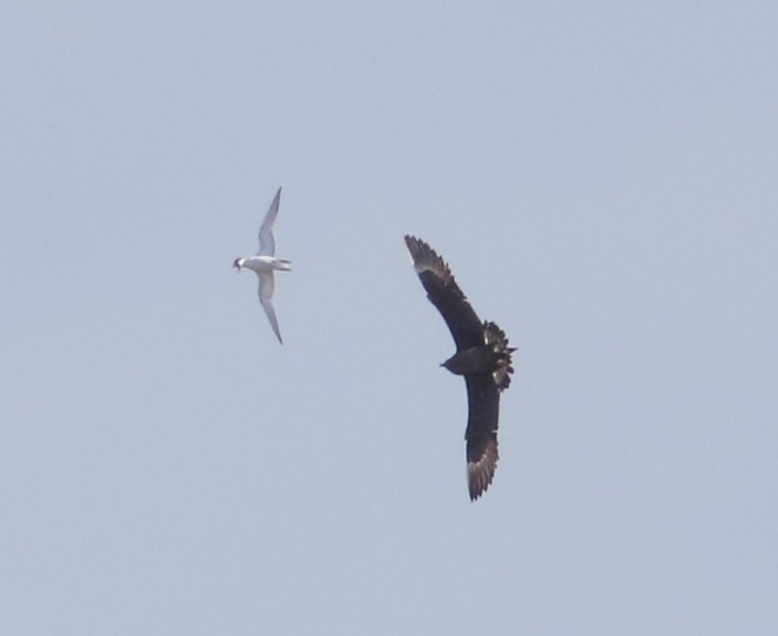 Arctic Skua