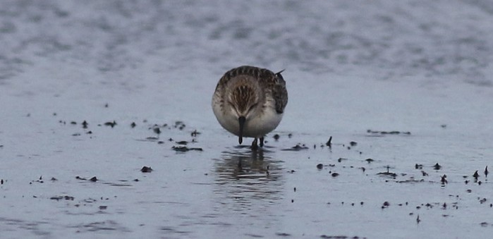 Semipalmated Sandpiper