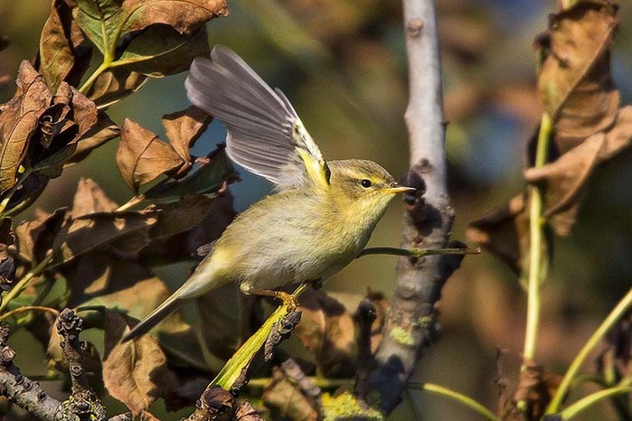 Chiffchaff