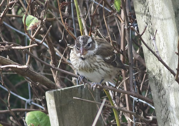 Rose-breasted Grosbeak